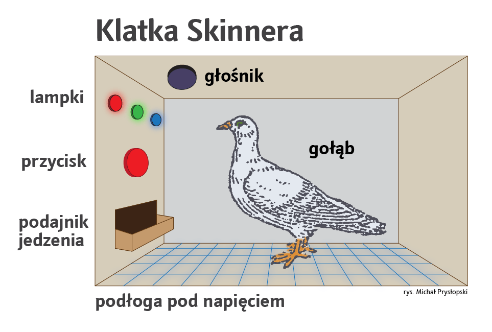 Schemat klatki Skinnera